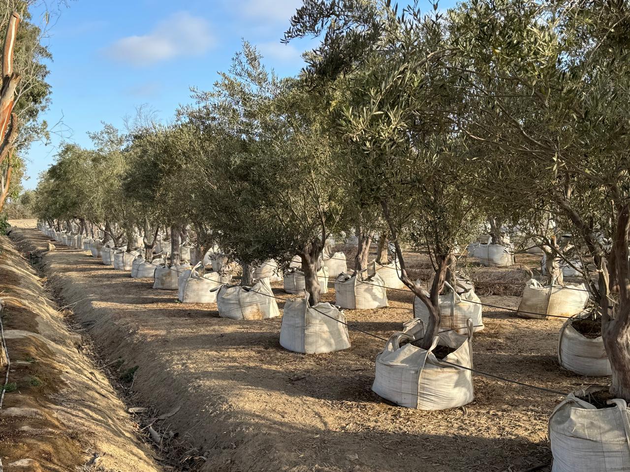 Olivos preparados en el vivero